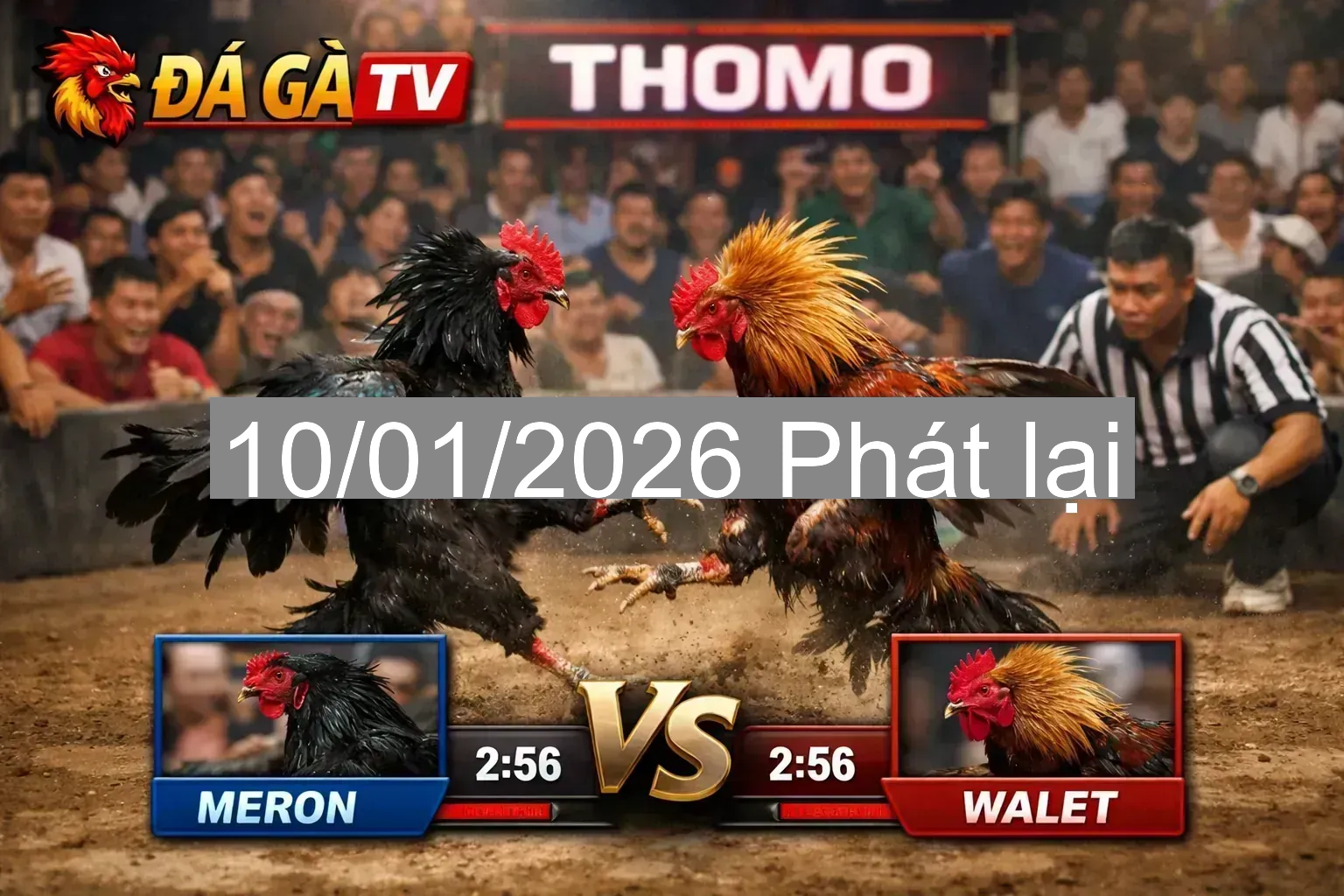 🔥 Đá gà Thomo TH7A & TH7B ngày 10/01/2026 – Cập nhật diễn biến trong ngày
